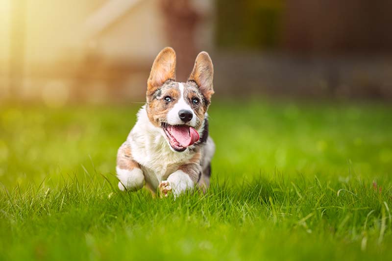 Purebred blue merle cardigan welsh corgi puppy