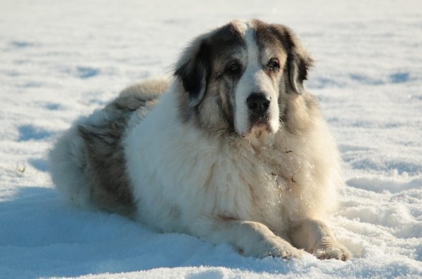 Pyrenean Mastiff in the snow