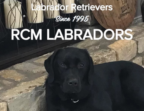RCM labrador logo