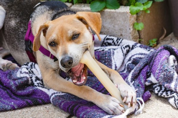 Raggle gnawing on a bone