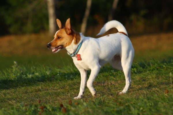 Rat Terrier