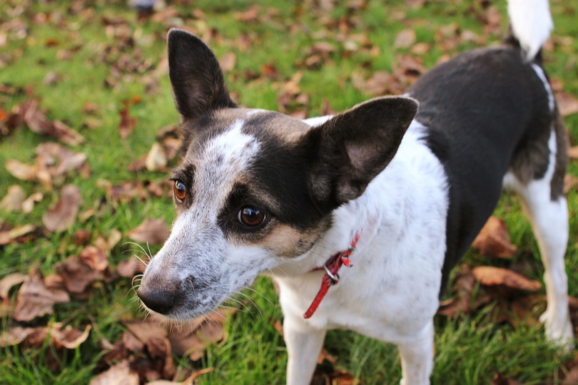 Rat terrier standing in grass