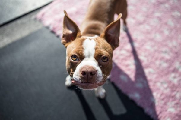 Red Boston Terrier