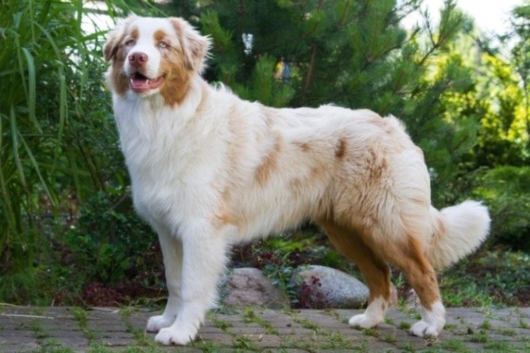 How Big Do Australian Shepherds Get? Average Weight & Growth Chart