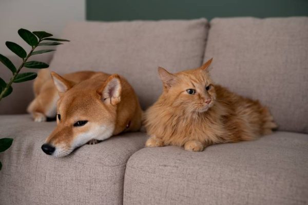 Red Shiba inu dog and red cat lying on gray couch