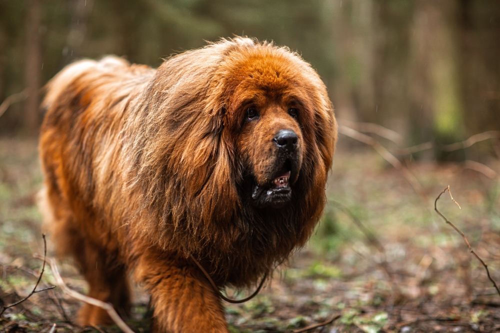 Red Tibetan mastiff for a walk in the forest