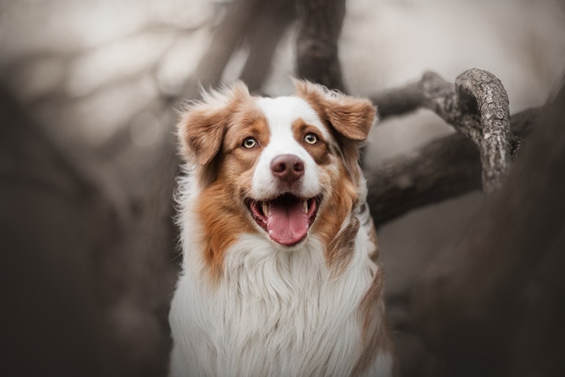 Red Tri Australian Shepherd Close up
