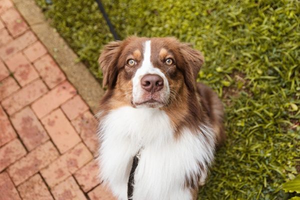 Red Tri Australian Shepherd Sitting