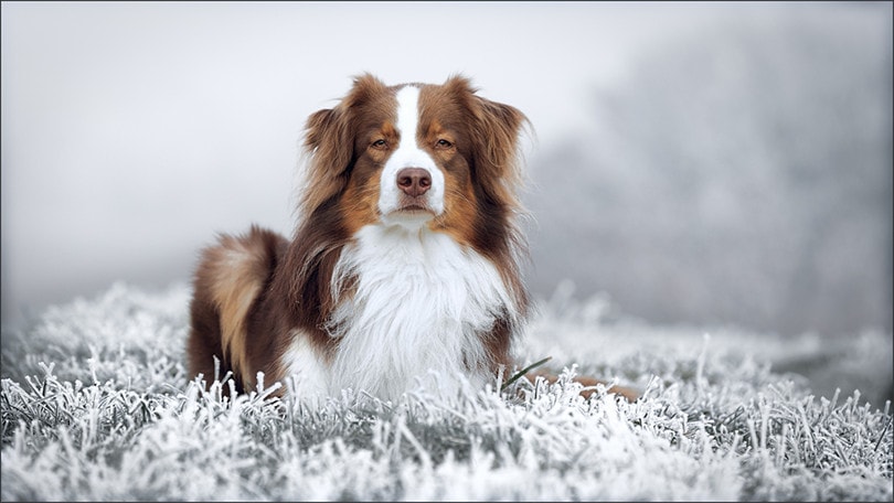 Red Tri Australian Shepherd on Snow