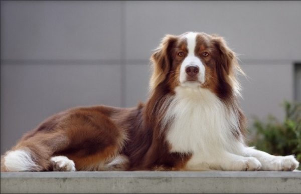 Red Tri Australian Shepherd