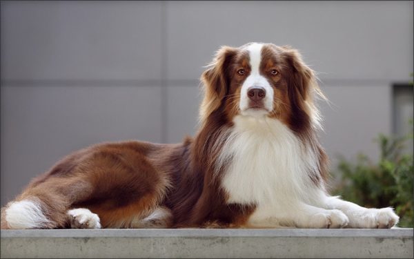 Red Tri Australian Shepherds