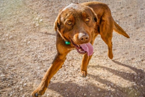 Red Rottweiler standing in dirt