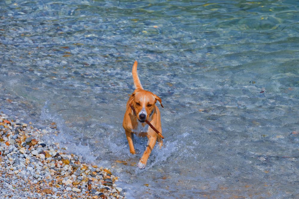 Redbone Coonhound fetching stick in water
