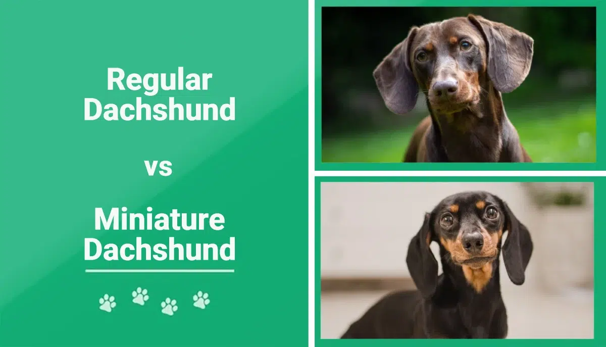 Dachshund vs Miniature Dachshund The Differences (With Pictures) Dogster
