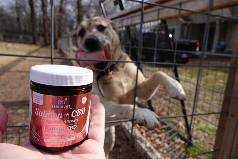 Relievet dog treat in mans hand