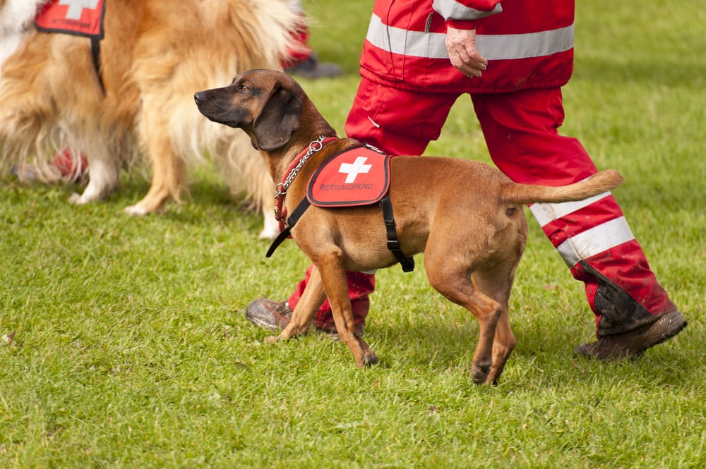 Rescue Dog Squadron