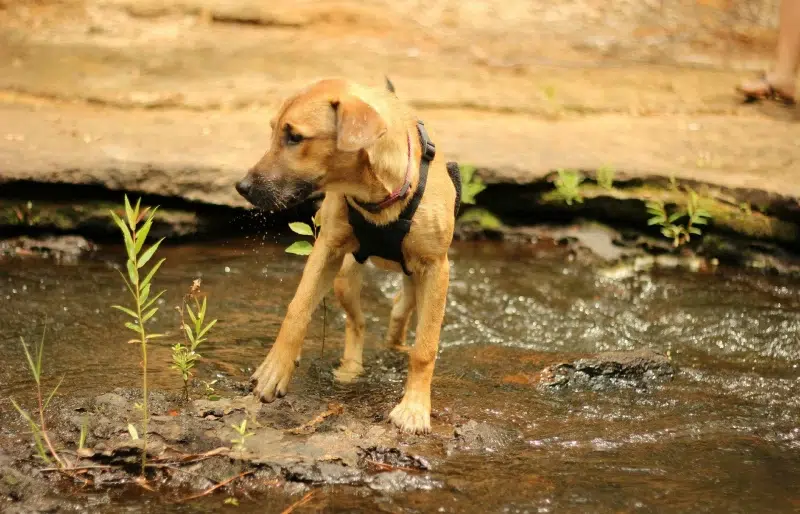Rhodesian Ridgeback Pitbull mix puppy