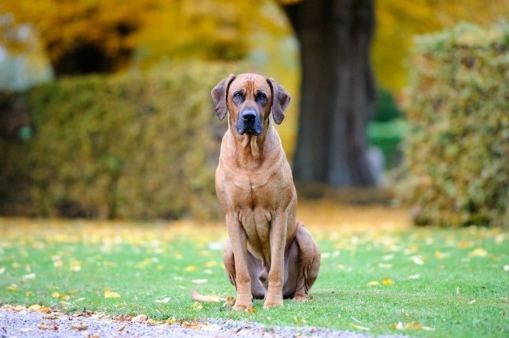 Rhodesian-Ridgeback-dog on grass