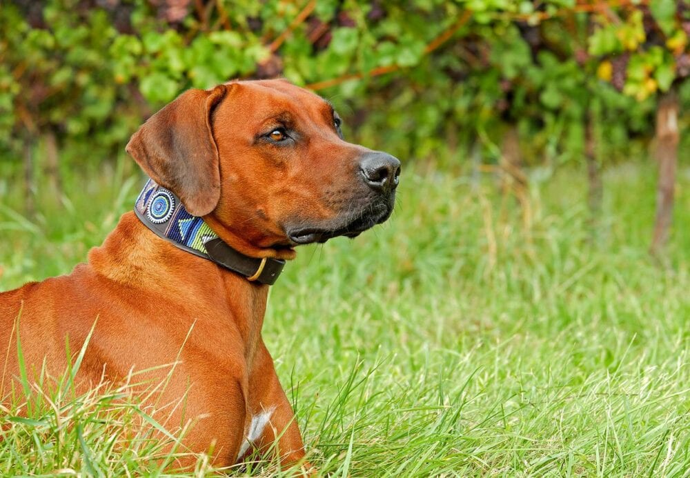 Rhodesian Ridgebacks