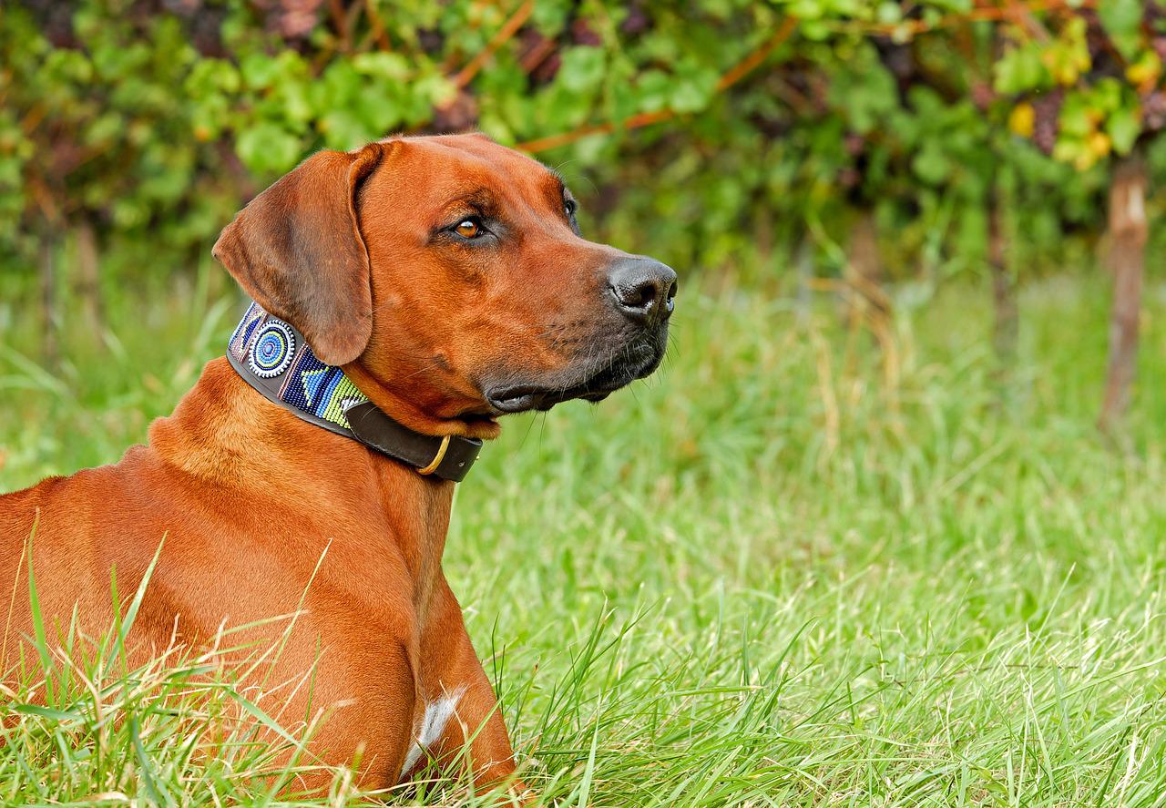 Rhodesian Ridgebacks