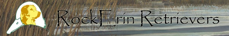 RockErin Kennels & Retrievers logo