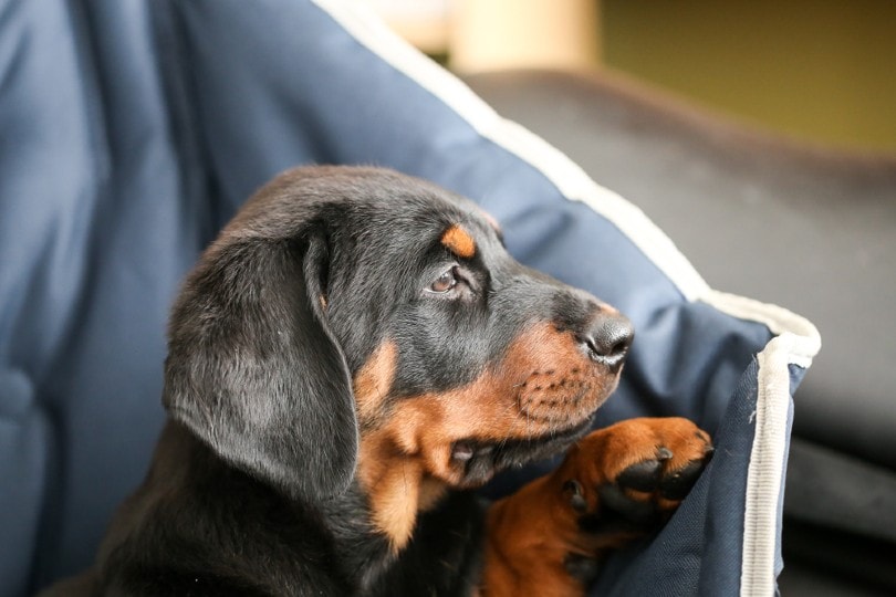 Rotterman
