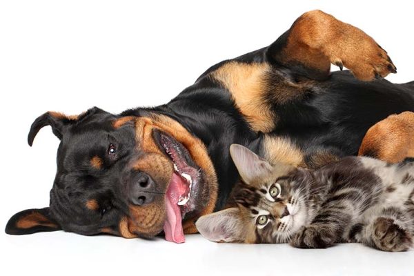 Rottweiler and Cat together_Shutterstock