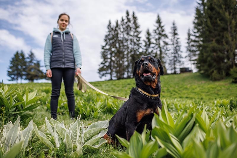 Rottweiler breed with a metal collar and a long leash sits