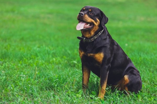 Rottweiler dog in park