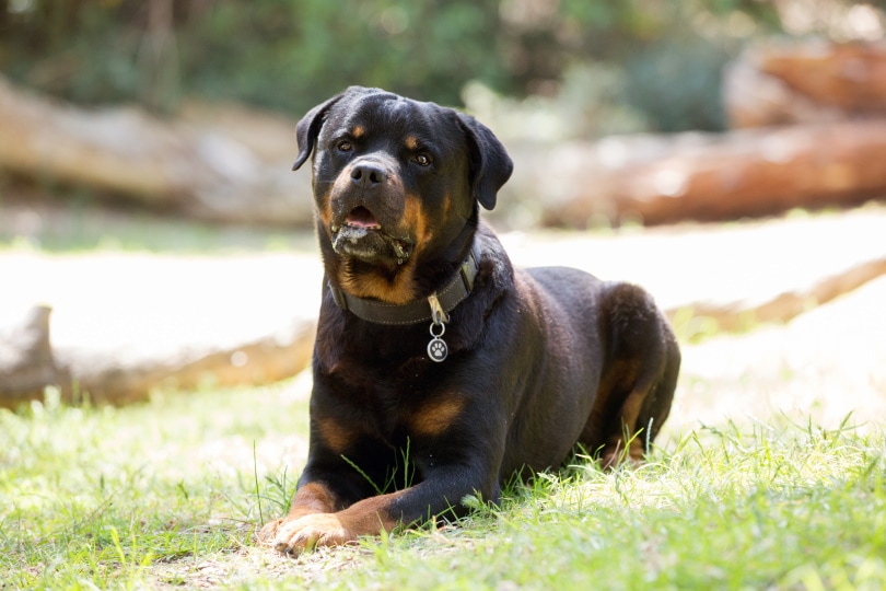 Rottweiler dog on the grass