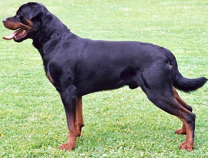 Rottweiler_Stromdal_Wikimedia