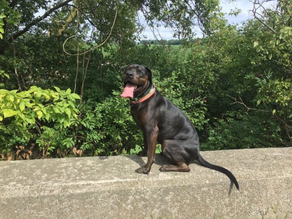 rottweiler/bulldog mix rottweiler