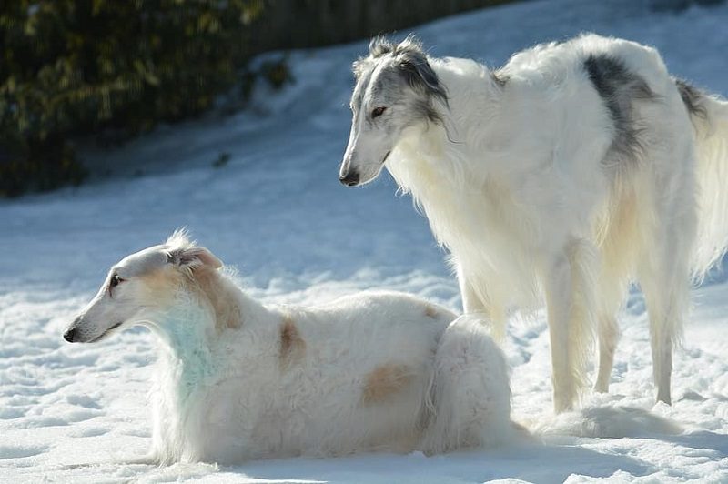 Russian Borzoi