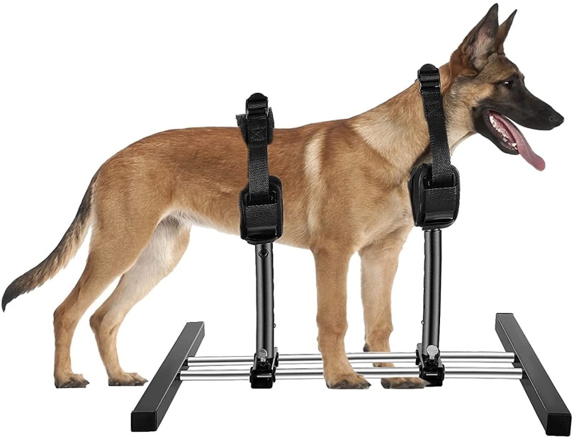 Dog Breeding Stands Definition, Ethics & Considerations (Vet Reviewed