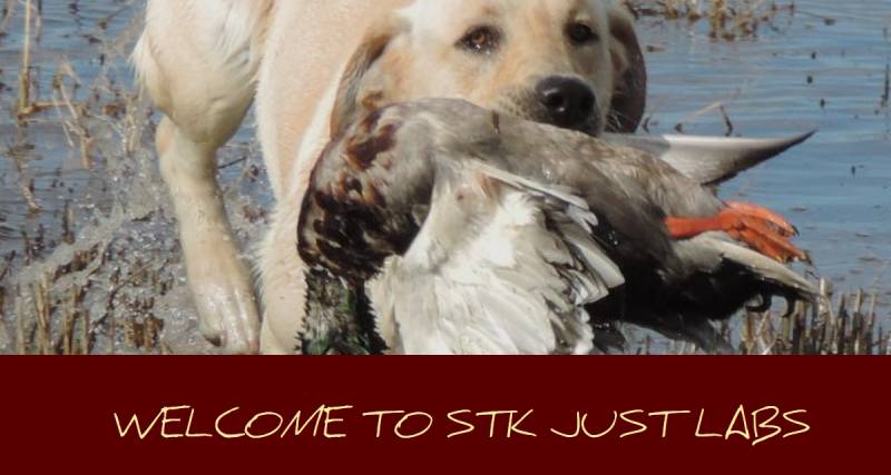 STK Just Labs Kennel