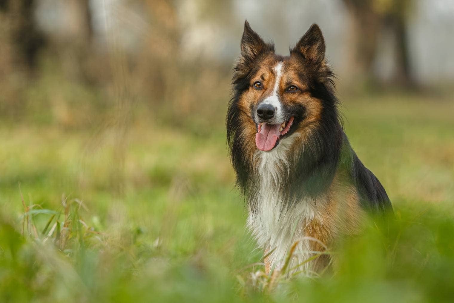 Sable Border Collie sitting in the grass