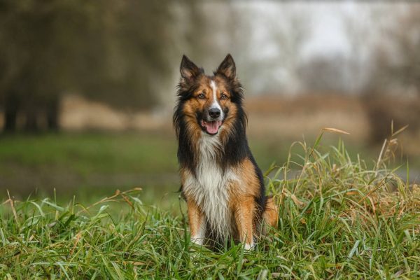 Sable Border Collie