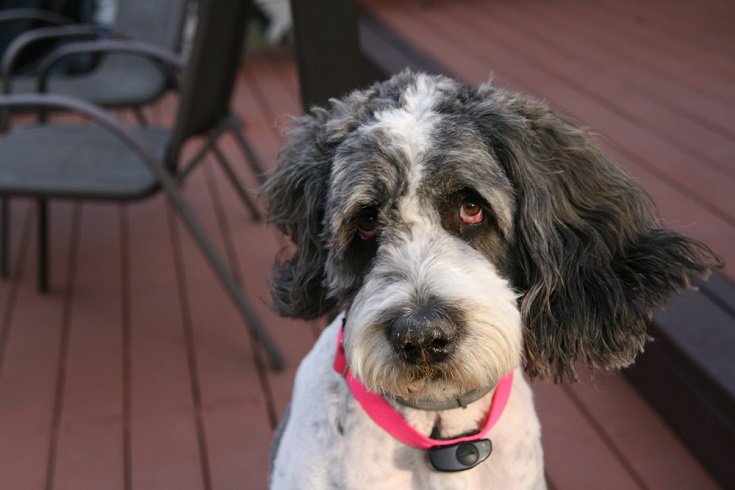 Saint Berdoodle_Kaylee1229, Shutterstock