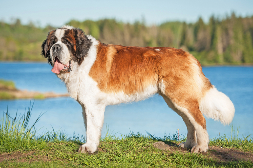 Saint Bernard dog standing on the shore of the river