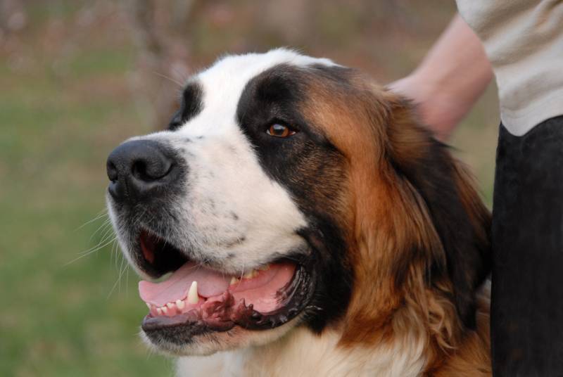 Saint Bernard puppy with owner