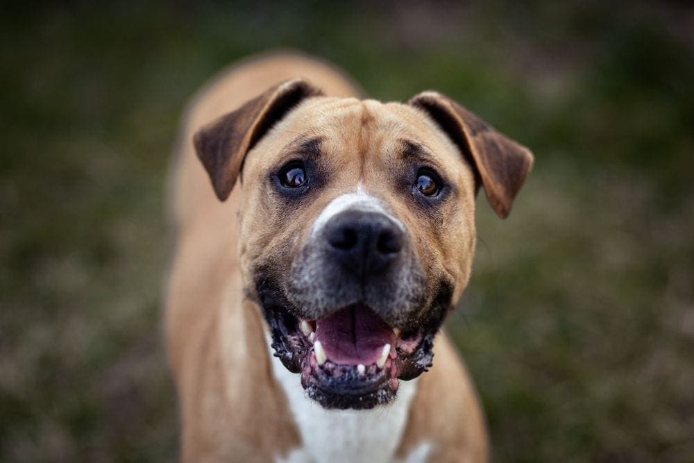 Saint Berxer mixed breed dog