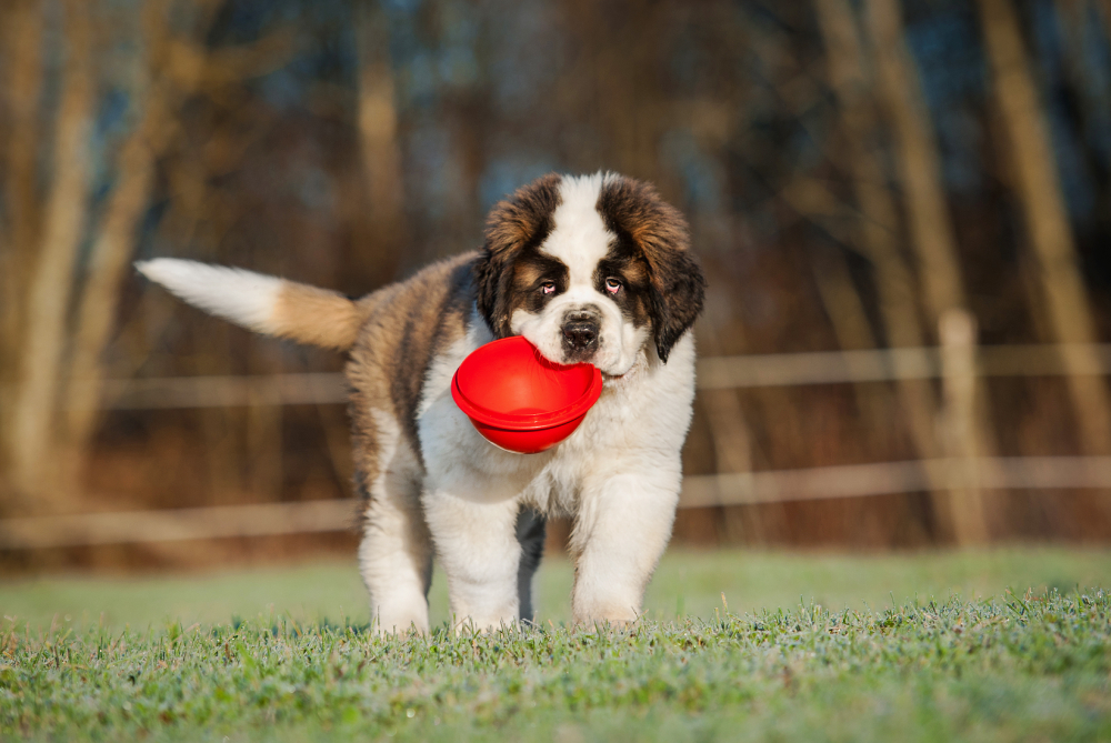 Saint bernard puppy dog holding a red bowl in his mouth