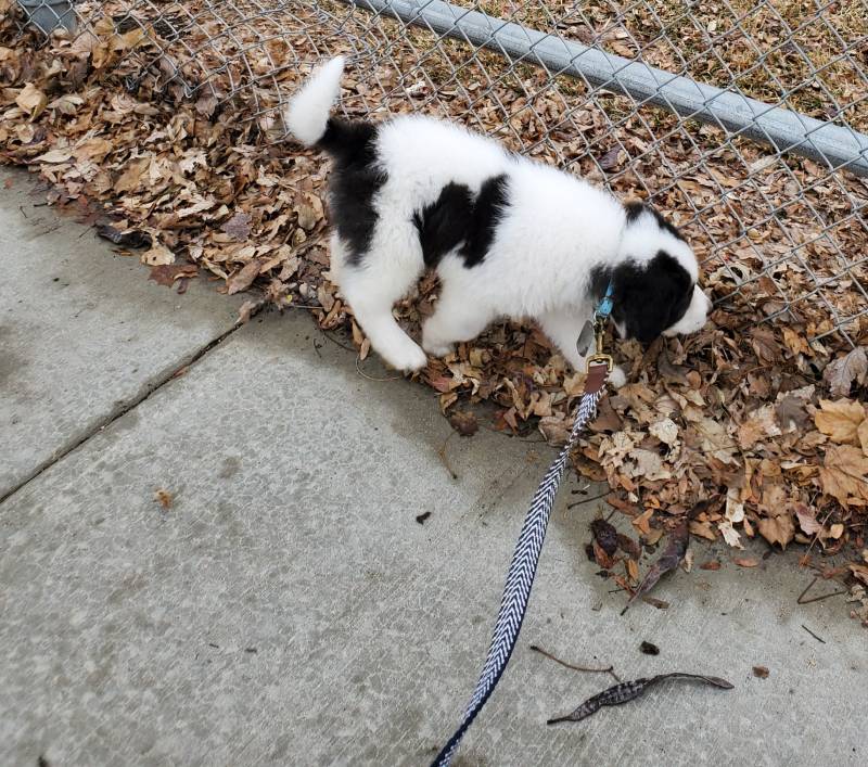 Saint bernewfie dog on a walk