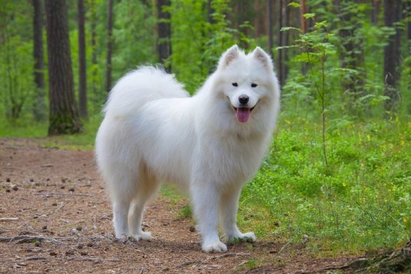 https://www.dogster.com/wp-content/uploads/2024/03/Samoyed-dog-in-the-summer-forest-600x400.jpg