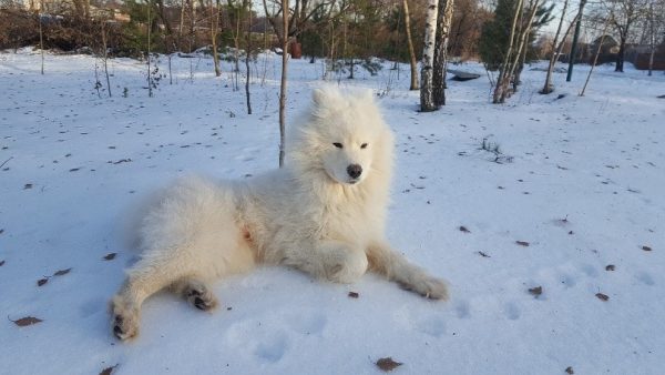 Samoyed in snow