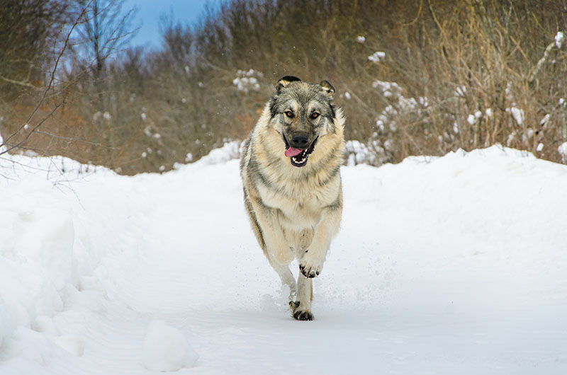 Sarplaninac dog running in the snow