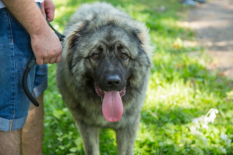 Sarplaninac dog with owner