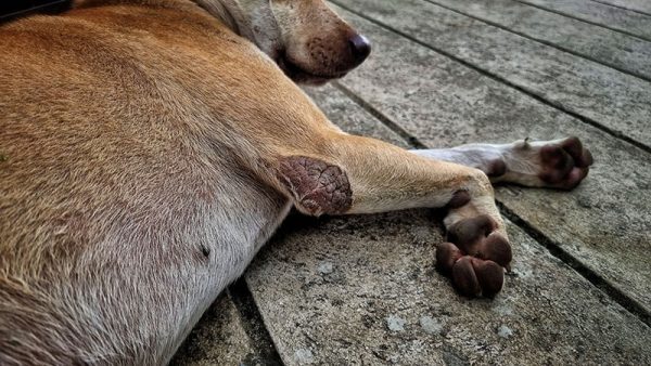 scabies diseases on the elbow of stray dog