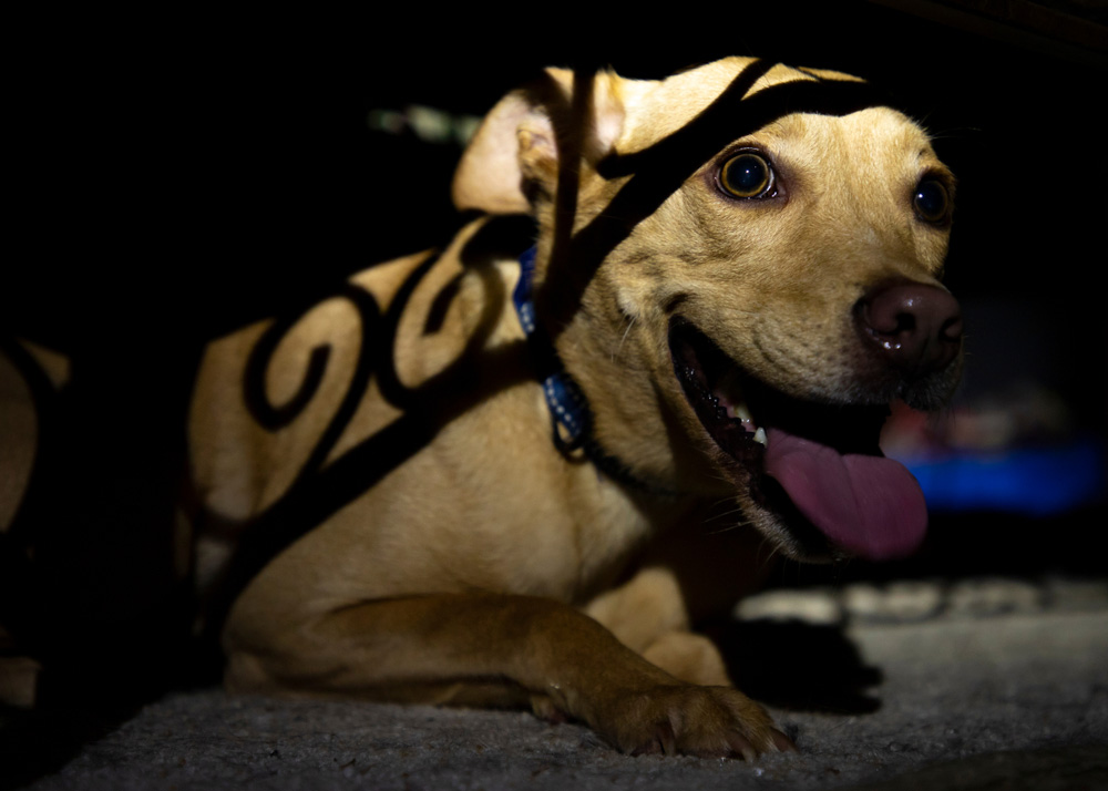 Scared, stressed, panting dog hides underneath coffee table