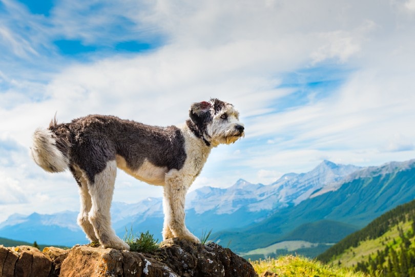 Scenic-Hiking-with-a-Polish-Lowland-Sheepdog